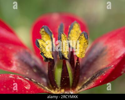 Tulipa rossa di Creta (Tulipa doerfleri), Gious Cambos, vicino Spili, Creta, Grecia Foto Stock