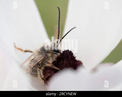 Estrazione di api (Eucera longicornis) su fiore bianco, vicino a Spili, Creta, Grecia Foto Stock