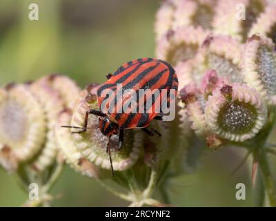 Macchia italiana a strisce / Arlecchino o Minstrel bug (Graphosoma italicum) su semi di Hartwort mediterraneo (Tordymmium apulum), vicino a Spili, Creta, GRE Foto Stock