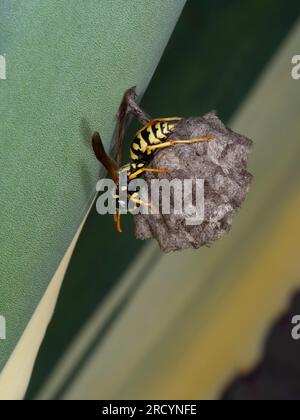 Paper Wasp (Polistes hellenicus) su nido con uova, Creta, Grecia Foto Stock