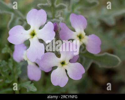 Tre corni (Matthiola tricuspidata) un'alofite, vicino a Chania, Creta, Grecia Foto Stock