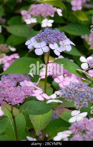 Fiori rosa di Lacecap viola, Hydrangea macrophylla Foto Stock