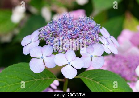 Fiori rosa di Lacecap viola, Hydrangea macrophylla Foto Stock