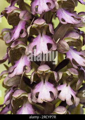 Orchidea gigante (Barlia robertiana / Himantoglossum robertianum) Gious Kambos, Spili, Creta, Grecia, Stacked Focus Image Foto Stock