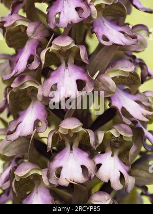 Orchidea gigante (Barlia robertiana / Himantoglossum robertianum) Gious Kambos, Spili, Creta, Grecia, Stacked Focus Image Foto Stock