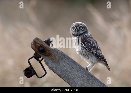 Little Owl Owlet (Athene Noctua) di recente realizzazione fotografato al crepuscolo in terreni agricoli Foto Stock