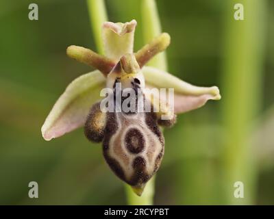 Fiore di orchidea (Ophrys ariadnae) Plakias, Creta, Grecia, aprile, immagine messa a fuoco impilata Foto Stock