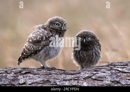 Little Owl Owlets (Athene Noctua), recentemente fotografato al crepuscolo in terreni agricoli Foto Stock