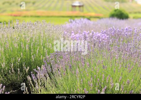Fioritura del campo di lavanda nel parco. Fiori di lavanda viola in primo piano e sfondo sfocato. Aromaterapia Foto Stock
