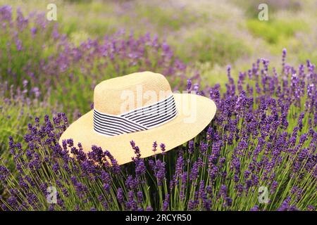 Il cappello estivo si trova sui cespugli della lavanda in fiore. Campo di lavanda. Fiori viola in un fiorente campo di lavanda. Il cappello da donna si trova sulla lavanda Foto Stock