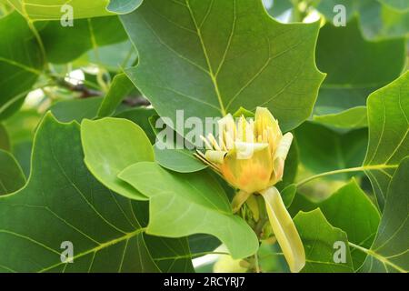 Liriodendron tulipifera, noto come albero di tulipano. Un grande fiore giallo tra le foglie. Un albero che cresce naturalmente nel Nord America orientale Foto Stock