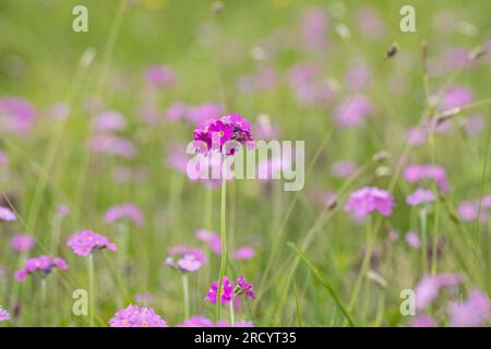 Primula farinosa (Primula farinosa). Foto Stock