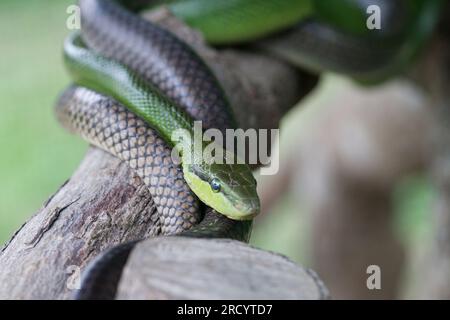 Il serpente di ratto verde dalla coda rossa (Gonyosoma oxycephalum), noto anche come ratsnake arboreo e pilota dalla coda rossa) Foto Stock