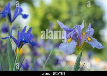 Iris olandese azzurro (Iris x hollandica) in un campo di fiori. Foto Stock