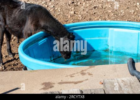 Questo vitello nero angus sta allungando il collo cercando di raggiungere il fondo del serbatoio per un drink d'acqua. Bokeh. Foto Stock