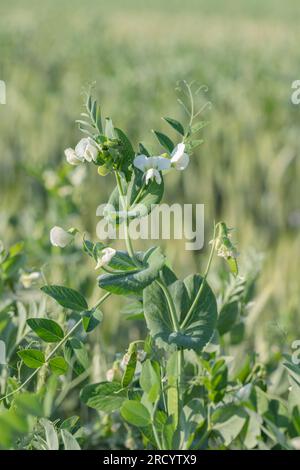 Piselli in fiore con fiori bianchi in un campo (Pisum sativum) Foto Stock