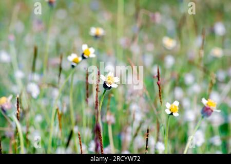 Margherita messicana (Tridax procumbens L.), piccoli fiori gialli nel prato, punto focale selezionato. Foto Stock