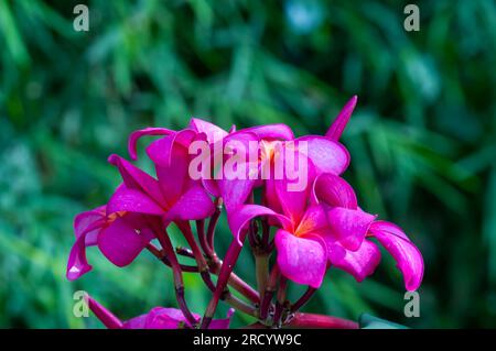Fiore viola di Kamboja (Plumeria), un genere di piante da fiore della famiglia delle Apocynaceae, noto anche come lei Flowers e Frangipani Foto Stock