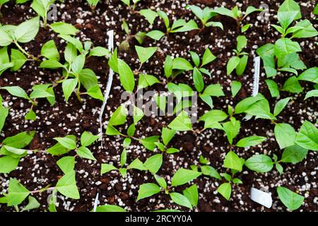 Coltivare Hydrangeas paniculata da talee. Piantine nel vassoio di propagazione Foto Stock