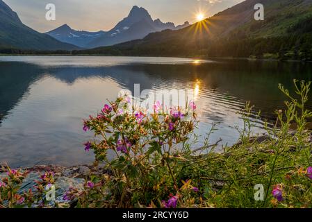 Il Geranium appiccicoso sul bordo del lago Swiftcurrent, con il monte Wilbur e il sole che tramonta sullo sfondo, Many Glacier, Glacier National Park, Montana Foto Stock