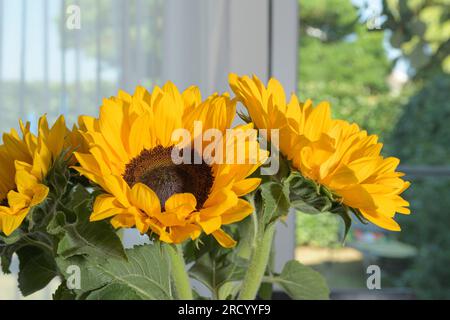 I girasoli si avvicinano sullo sfondo della finestra che conduce al giardino Foto Stock