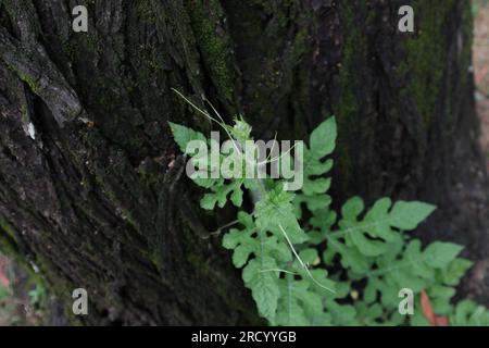 Un piccolo anguria (Citrullus lanatus) che cerca di salire attraverso la corteccia solcata di un tronco di Acacia Auriculiformis, vista dall'alto Foto Stock