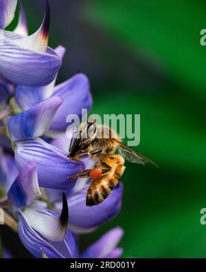 Vista laterale di un'ape mielica che cerca nettare e polline su un Lupinus polyphyllus viola Foto Stock