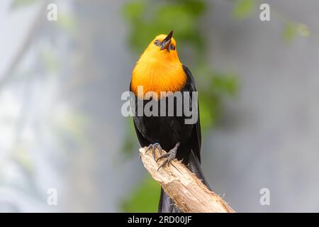 Un uccello nero dalla testa scarlina, amblyramphus holosericeus, canta su un albero Foto Stock