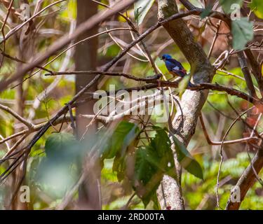 Un flycatcher blu che poggia su un albero Foto Stock