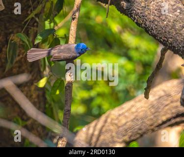 Osservatore di mosche blu con abbellimento bianco arroccato su un albero Foto Stock