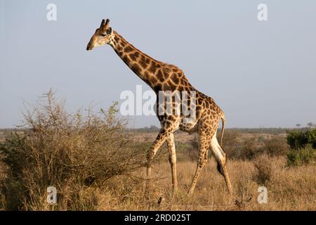 Giraffa Foto Stock