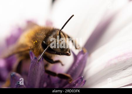 Ape su un fiore Foto Stock