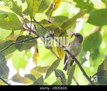 Endemica Madeira Firecrest, Regulus madeirensis, nella foresta di alloro sull'isola di Madeira, Portogallo. Foto Stock