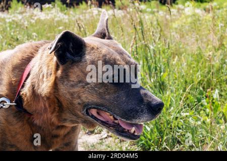 Staffordshire Terrier nel campo, ritratto ravvicinato Foto Stock