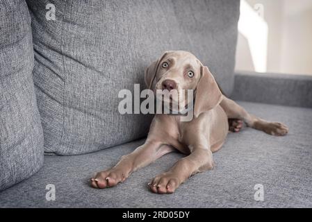 Cucciolo di cane Weimaraner sdraiato sul divano guardando la macchina fotografica. Razza di cane dai capelli corti grigia. Cura degli animali domestici Foto Stock