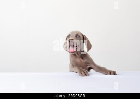 Felice cucciolo di Weimaraner sorridente con la lingua su sfondo bianco. Ritratto di un cucciolo carino Foto Stock