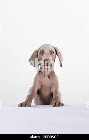 Primo piano di un cucciolo felice di Weimaraner sorridente con la lingua su sfondo bianco. Ritratto di un cucciolo carino Foto Stock