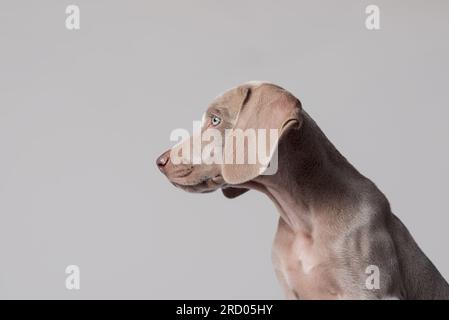 Ritratto laterale di un cucciolo Weimaraner dagli occhi blu su sfondo grigio Foto Stock