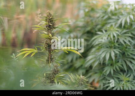 Punta dello stelo della pianta di cannabis nella fase di fioritura, fogliame verde con un bocciolo di fiore, primo piano. Concetto di prodotti a base di canapa CBD. Foto Stock