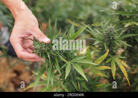 Mani maschili che toccano foglie di piante di marijuana nella piantagione all'aperto, controllano fiori e gemme sul raccolto, primo piano. Foto Stock