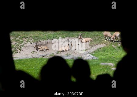 Bronx zoo, New York, Mid-Atlantic, U.S.A Foto Stock