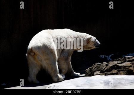 Bronx zoo, New York, Mid-Atlantic, U.S.A Foto Stock