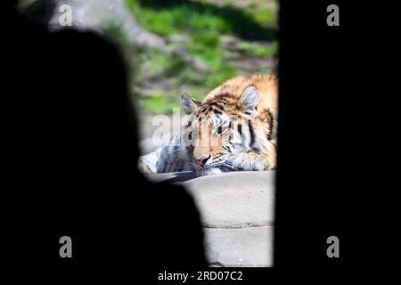 Bronx zoo, New York, Mid-Atlantic, U.S.A Foto Stock