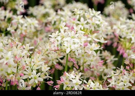 Allium Roseum, aglio a fiore rosa in fiore. Foto Stock