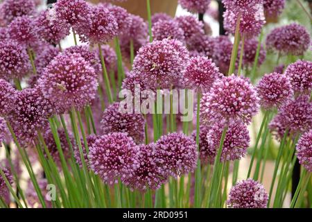 Allium ampeloprasum "mistero viola" in fiore Foto Stock