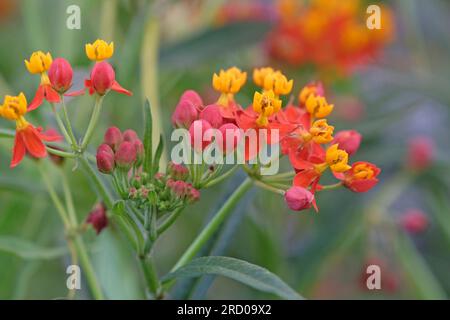 Erba lattiera tropicale o fiore sanguigno, Asclepias curassavica, 'Silky Deep Red' in fiore. Foto Stock