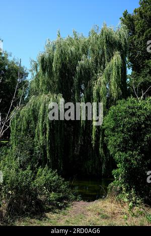 salici piangenti nel fiume stour,città fordwich,città di canterbury,kent,regno unito 17 luglio 2023 Foto Stock