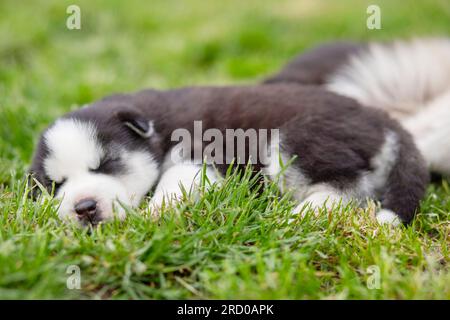 Il cucciolo Husky dorme sdraiato nell'erba verde sul prato. Cucciolo Husky all'aperto Foto Stock