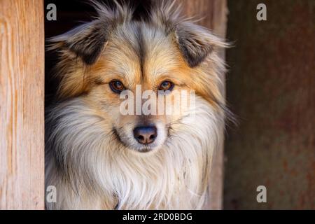 Ritratto ravvicinato di un simpatico cane mutt. La musa di un mongrel con i capelli rossi Foto Stock