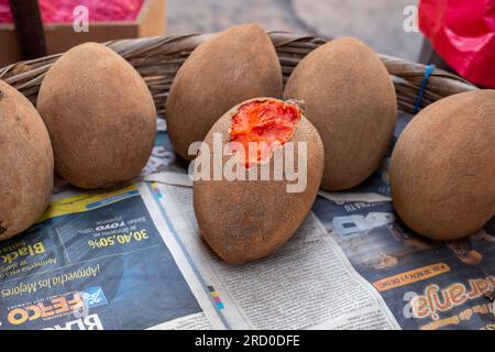 Mazzo di Mamey Sapotes maturo (Pouteria sapota) una specie nativa del Messico e dell'America centrale su una bancarella nel colorato mercato 'Mercado Mayoreo' vicino al Foto Stock